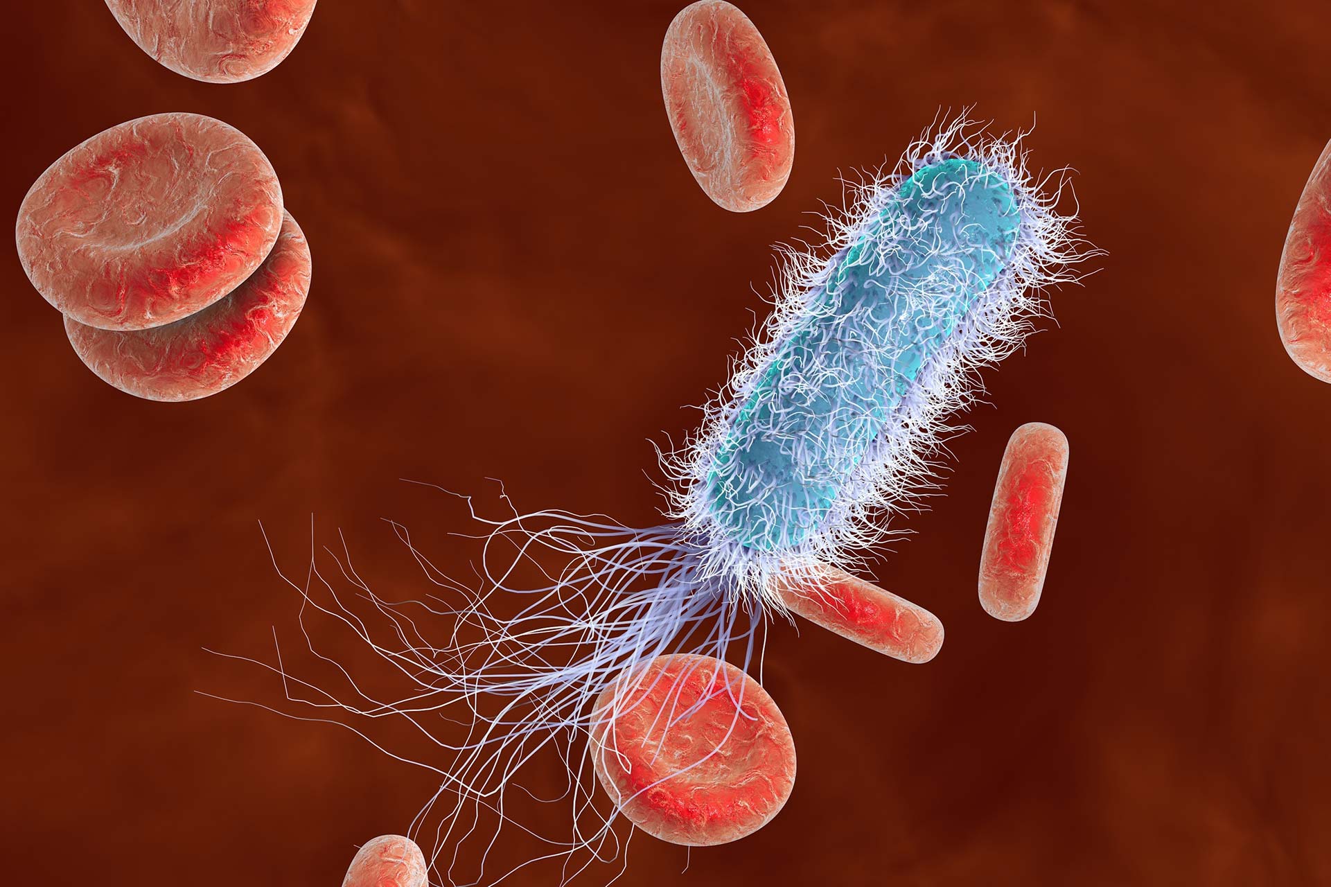 Bacteria Bloodstream shutterstock_361400600